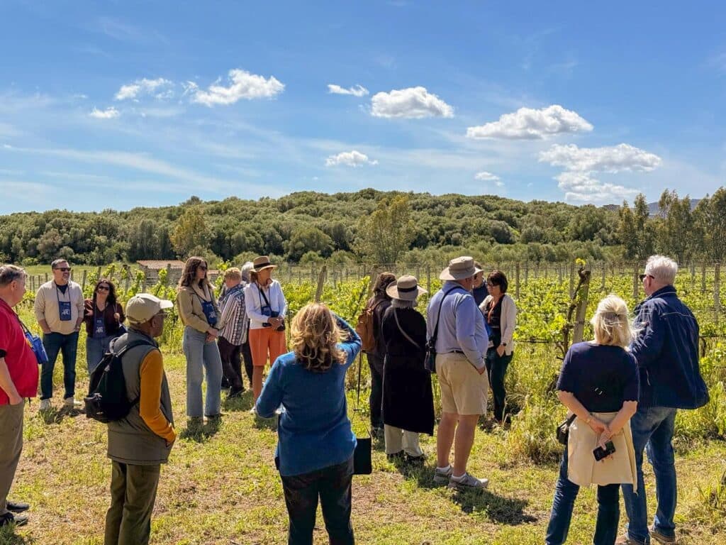 Geführte Gruppe zwischen den Rebzeilen der Cantina Aru im Valle del Cixerri bei Iglesias